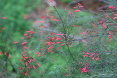 Russelia equisetiformis